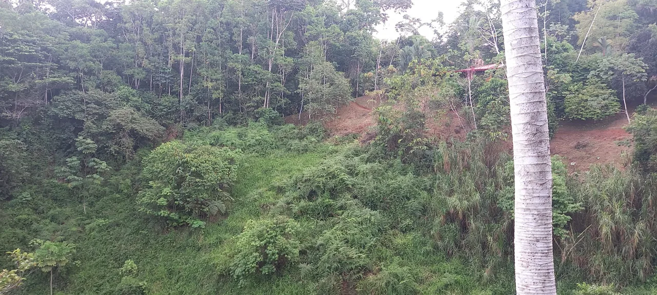 WALKING DISTANCE TO TOWN FORESTED LAND- 7.6 ACRES, photo 17