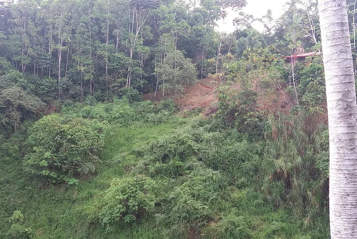 WALKING DISTANCE TO TOWN FORESTED LAND- 7.6 ACRES, photo 18