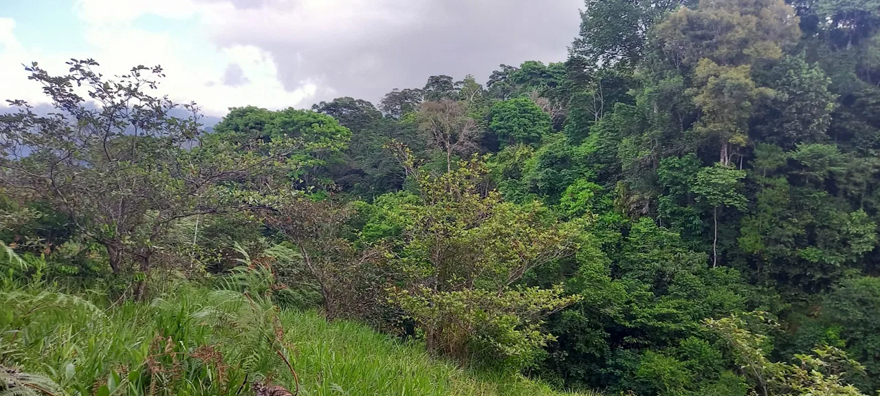 WALKING DISTANCE TO TOWN FORESTED LAND- 7.6 ACRES, photo 19