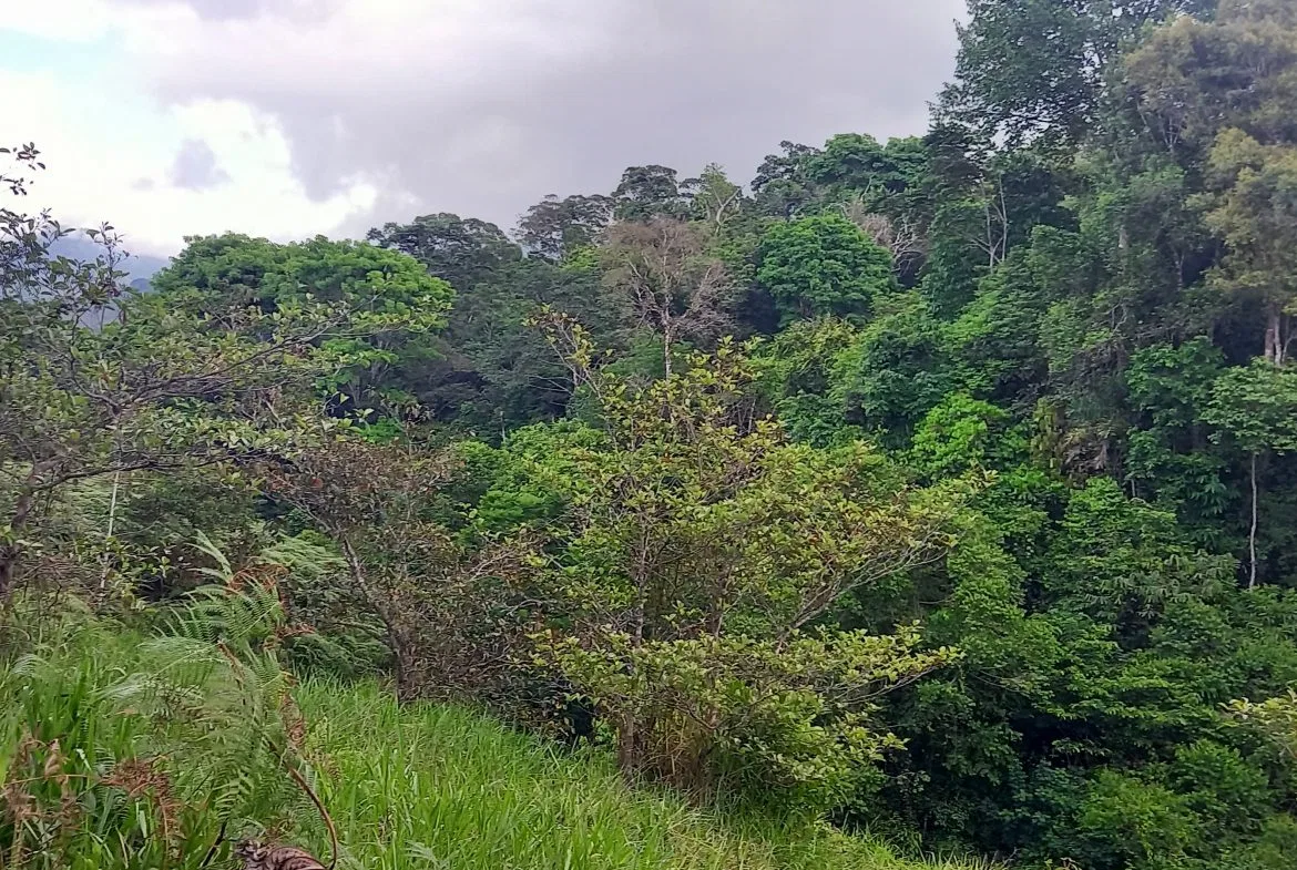 WALKING DISTANCE TO TOWN FORESTED LAND- 7.6 ACRES, photo 20
