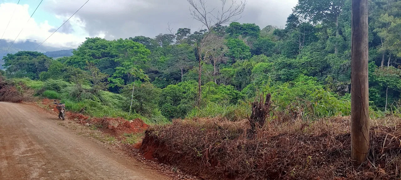 WALKING DISTANCE TO TOWN FORESTED LAND- 7.6 ACRES, photo 21