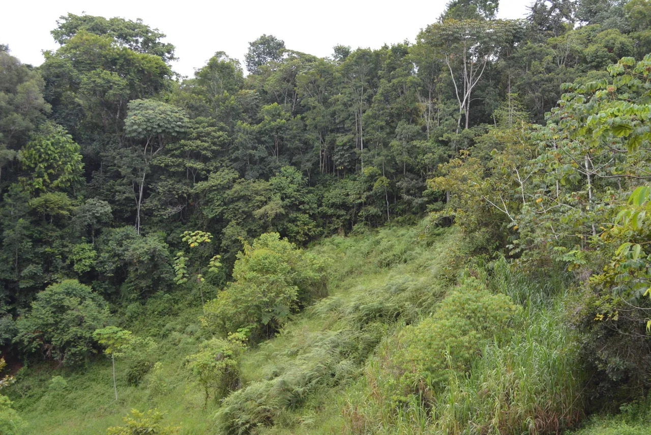 WALKING DISTANCE TO TOWN FORESTED LAND- 7.6 ACRES, photo 23