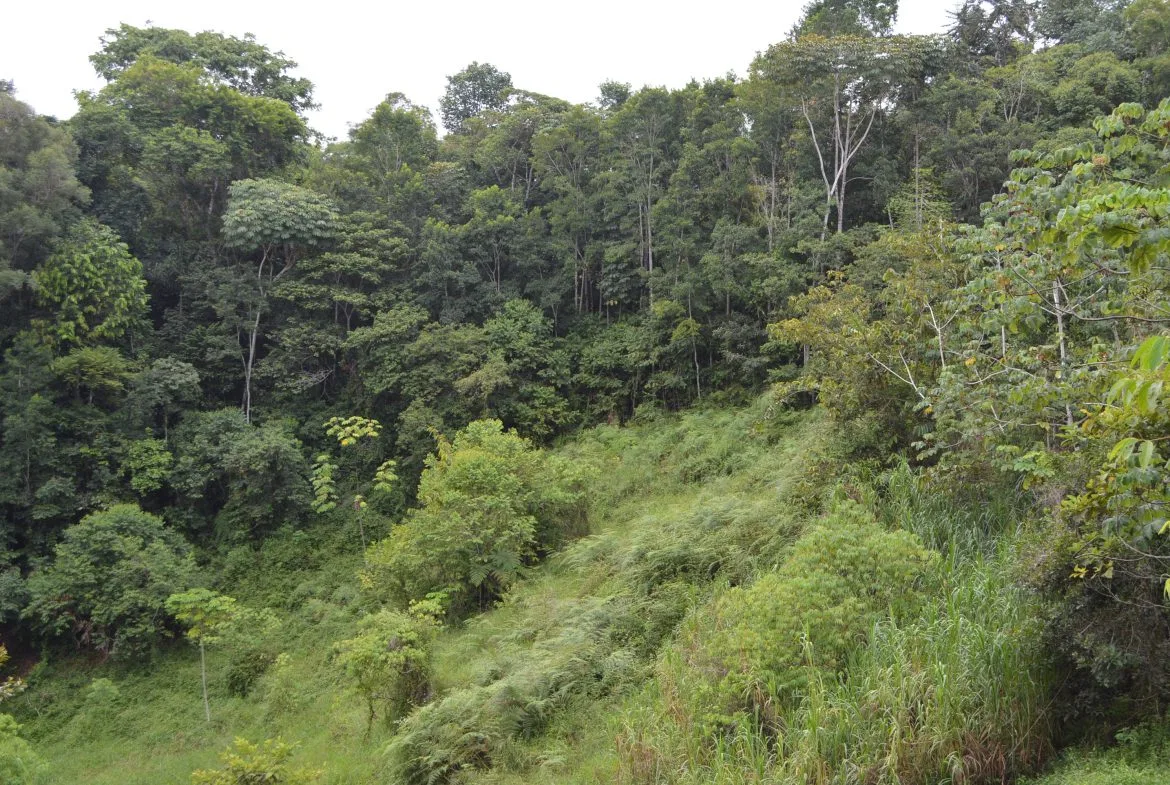 WALKING DISTANCE TO TOWN FORESTED LAND- 7.6 ACRES, photo 24