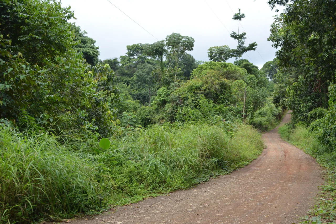 WALKING DISTANCE TO TOWN FORESTED LAND- 7.6 ACRES, photo 5