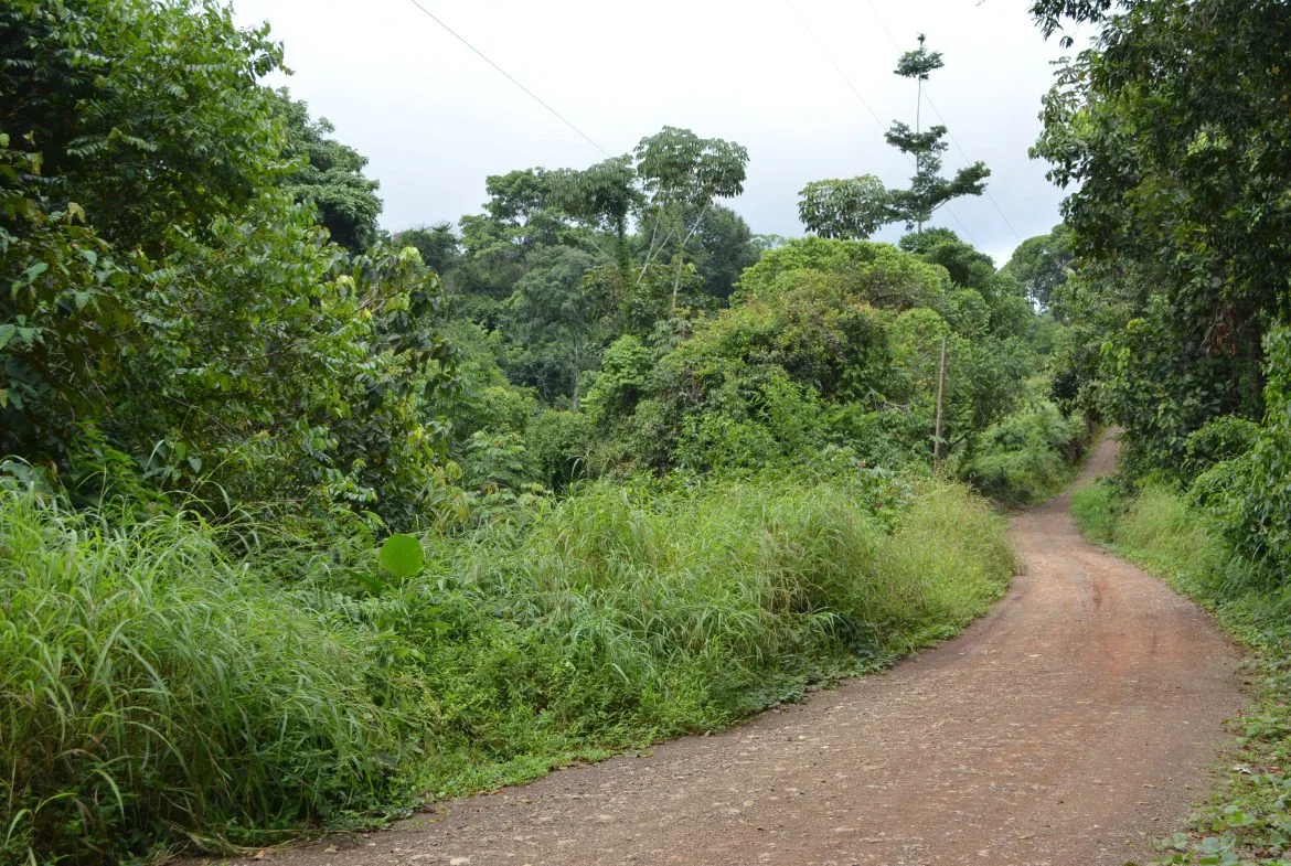 WALKING DISTANCE TO TOWN FORESTED LAND- 7.6 ACRES, photo 6
