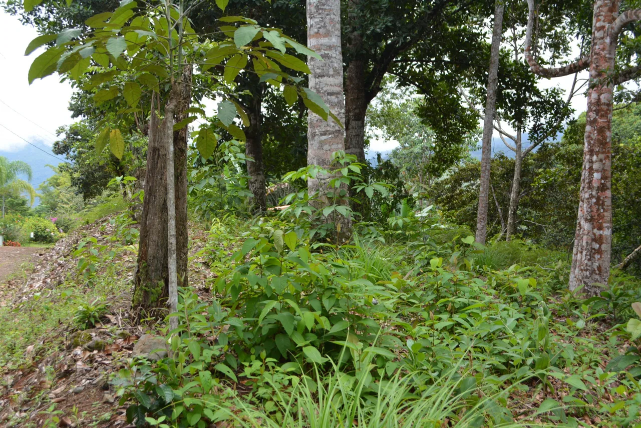 WALKING DISTANCE TO TOWN FORESTED LAND- 7.6 ACRES, photo 7