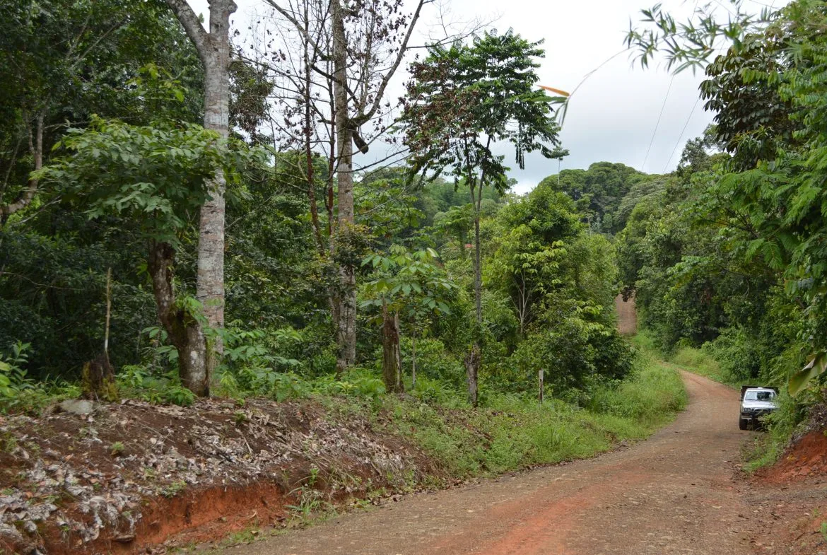 WALKING DISTANCE TO TOWN FORESTED LAND- 7.6 ACRES, photo 10