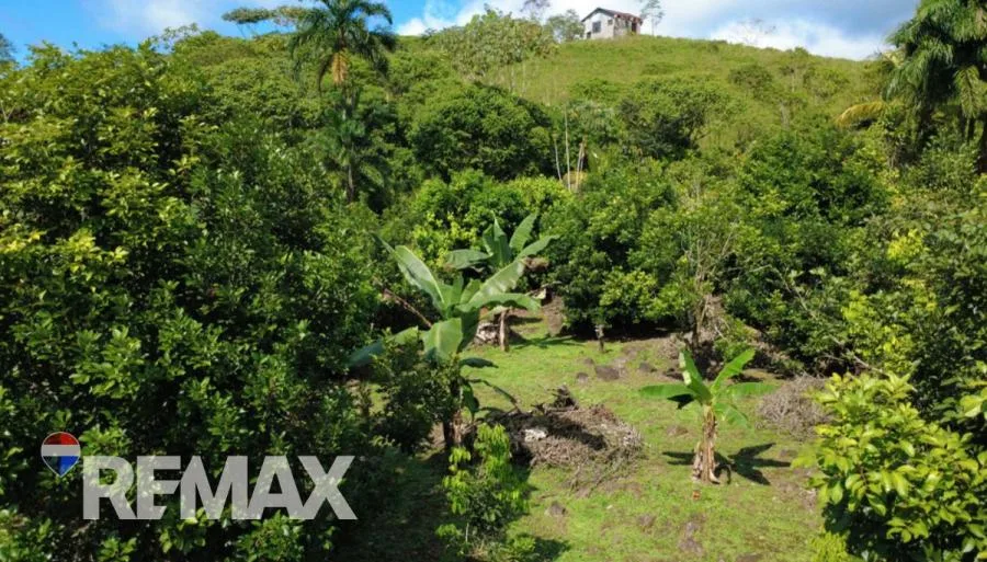 FINCA PRODUCTIVA DE MAMÓN CHINO EN VENTA – PÉREZ ZELEDÓN - Venta en Perez Zeledón, photo 8