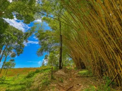 Uvita First Ridge 16.5 Acres, Fantastic Views, Ready To Build With Private Swimming Holes, photo 9