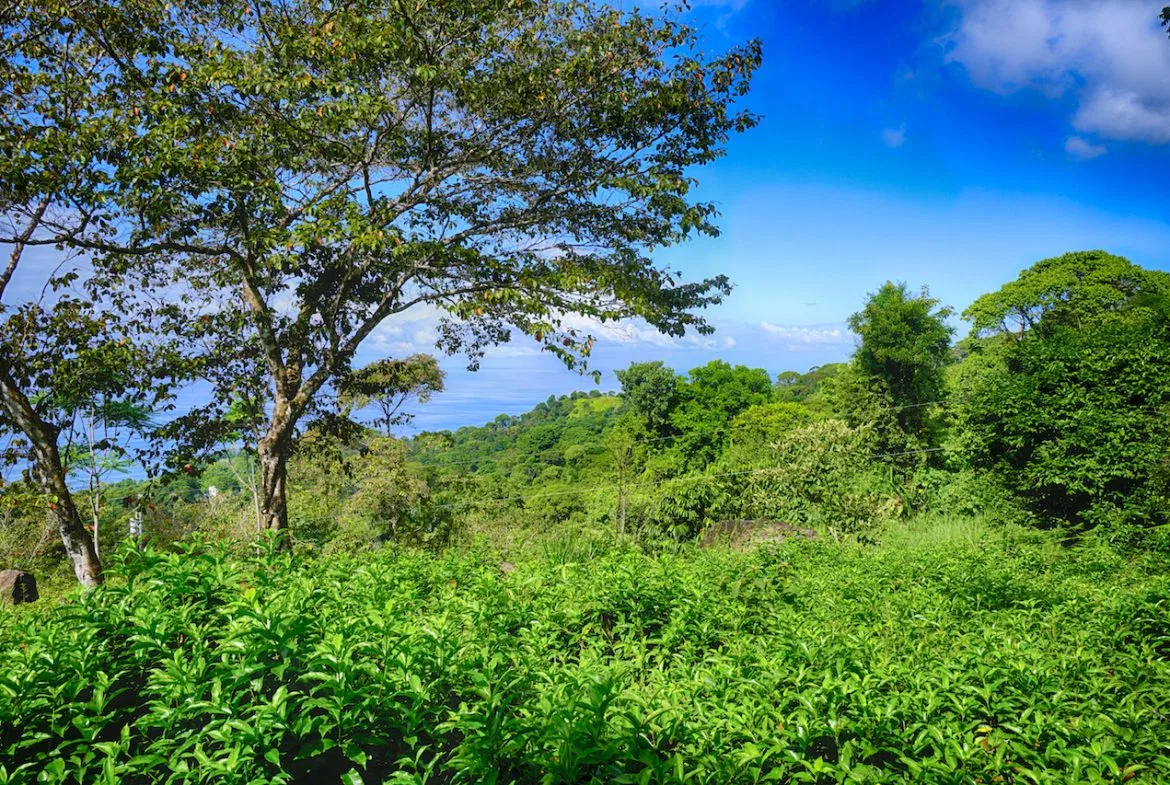 OCEAN VIEW LOT READY TO BUILD IN ESCALERAS – 1.18 ACRES, photo 5