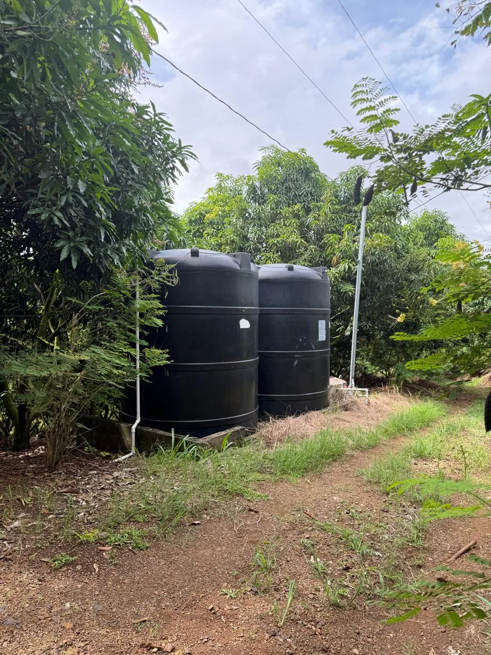 Productive Mango Farm for Sale in Turrubares el Llano, Costa Rica | 62,281 m² - RE/MAX Tierra de Oro, photo 17