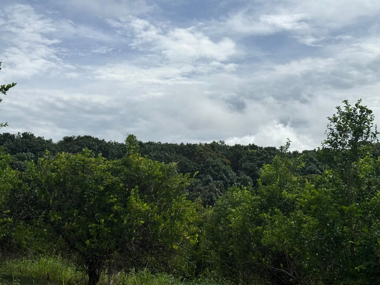 Productive Mango Farm for Sale in Turrubares el Llano, Costa Rica | 62,281 m² - RE/MAX Tierra de Oro, photo 19