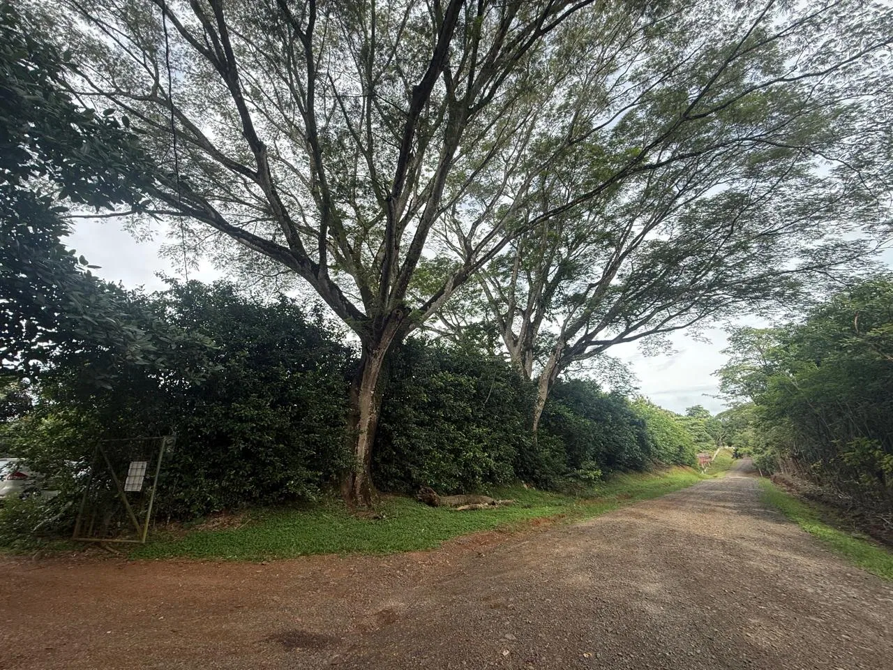 Productive Mango Farm for Sale in Turrubares el Llano, Costa Rica | 62,281 m² - RE/MAX Tierra de Oro, photo 3