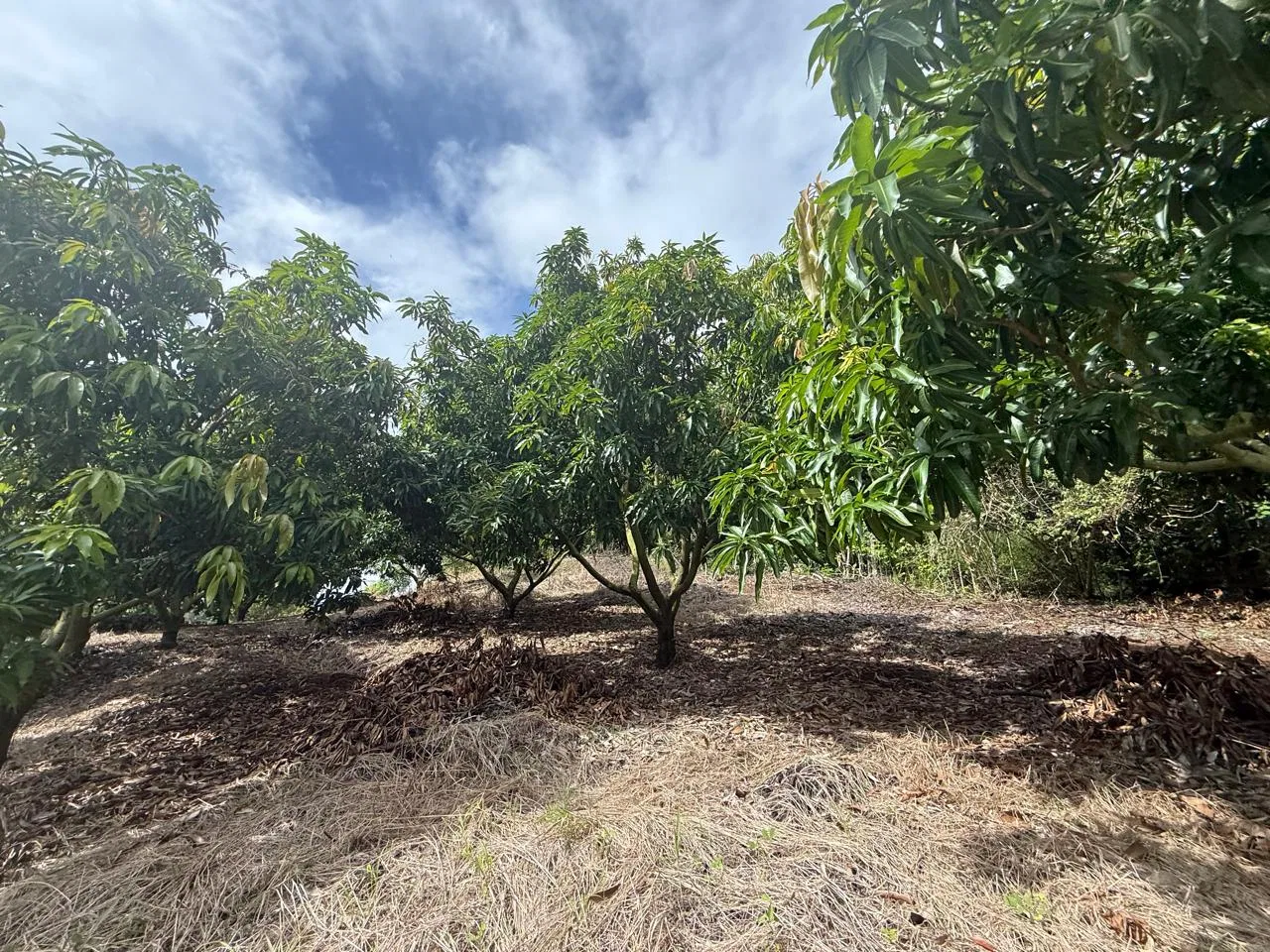 Productive Mango Farm for Sale in Turrubares el Llano, Costa Rica | 62,281 m² - RE/MAX Tierra de Oro, photo 21