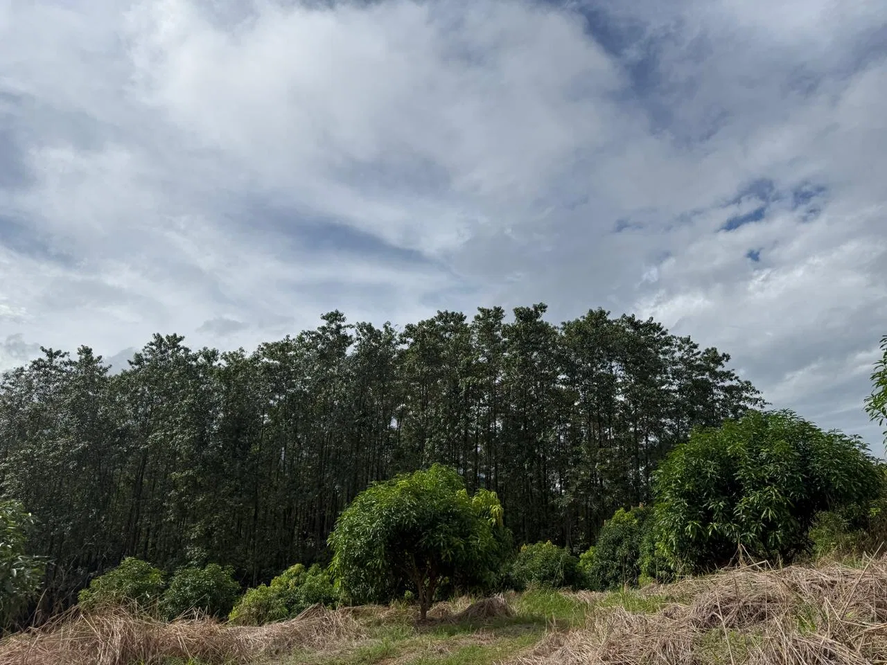 Productive Mango Farm for Sale in Turrubares el Llano, Costa Rica | 62,281 m² - RE/MAX Tierra de Oro, photo 22