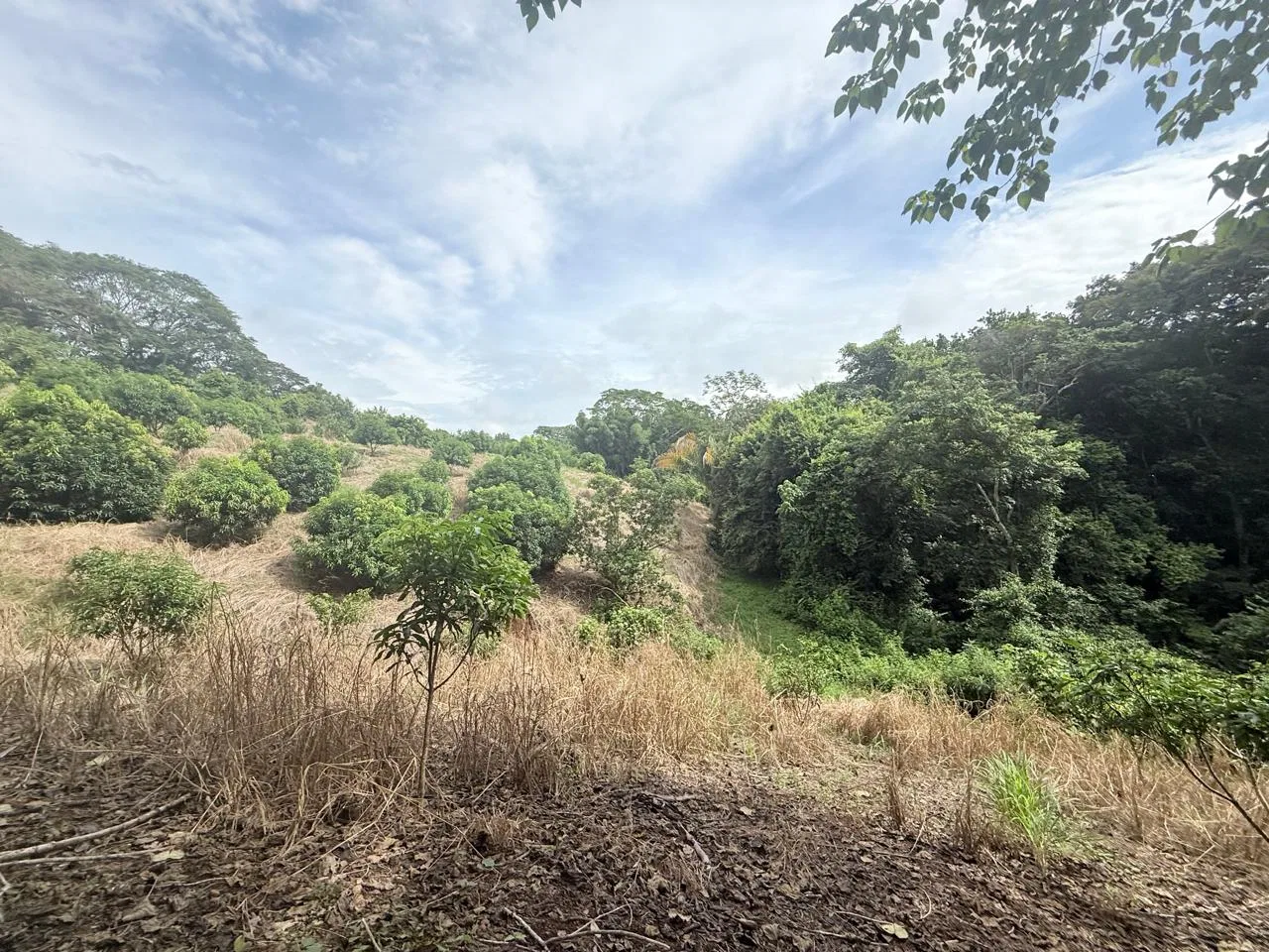 Productive Mango Farm for Sale in Turrubares el Llano, Costa Rica | 62,281 m² - RE/MAX Tierra de Oro, photo 24