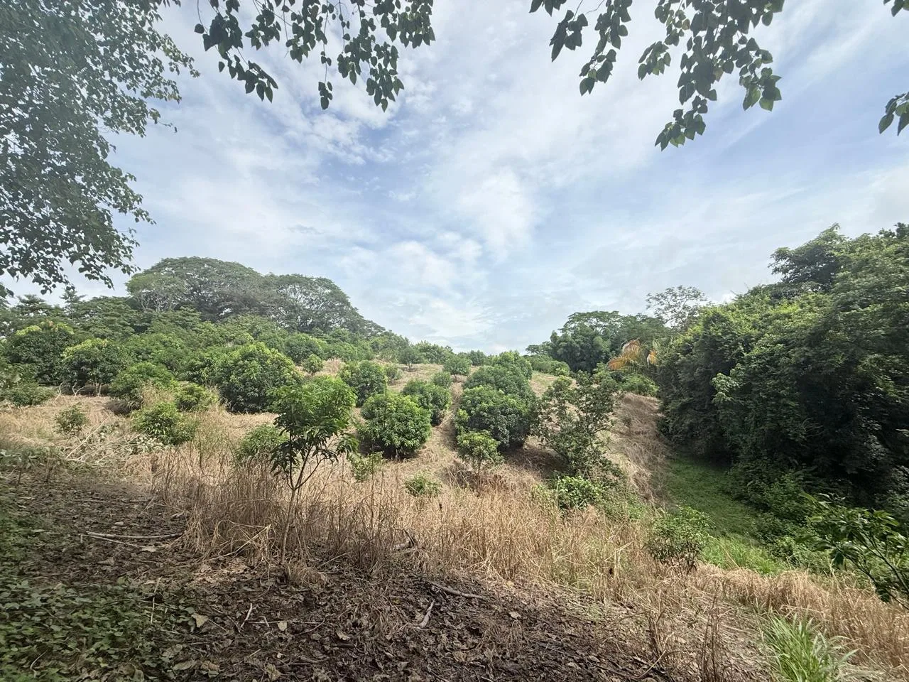 Productive Mango Farm for Sale in Turrubares el Llano, Costa Rica | 62,281 m² - RE/MAX Tierra de Oro, photo 25
