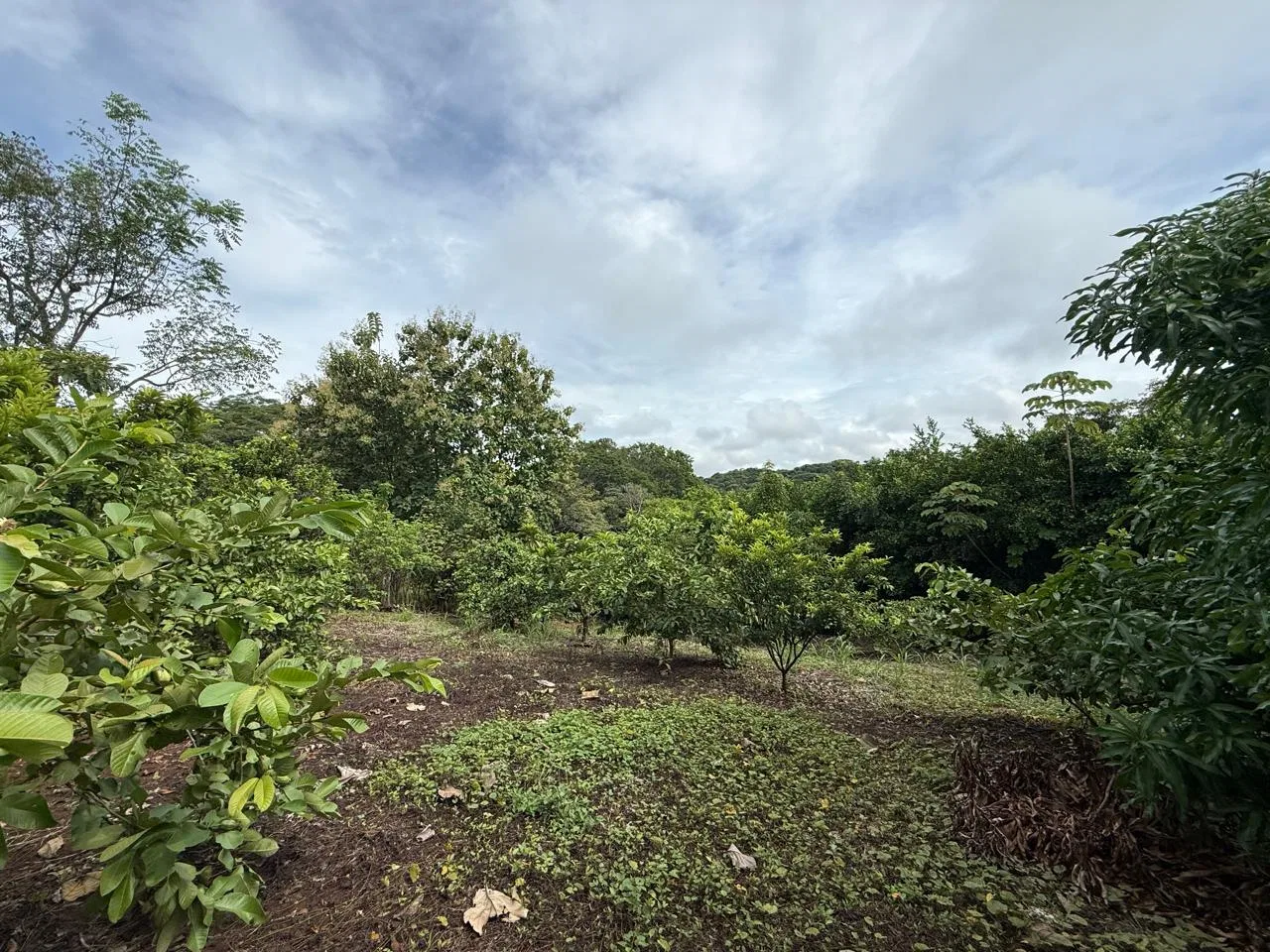 Productive Mango Farm for Sale in Turrubares el Llano, Costa Rica | 62,281 m² - RE/MAX Tierra de Oro, photo 10