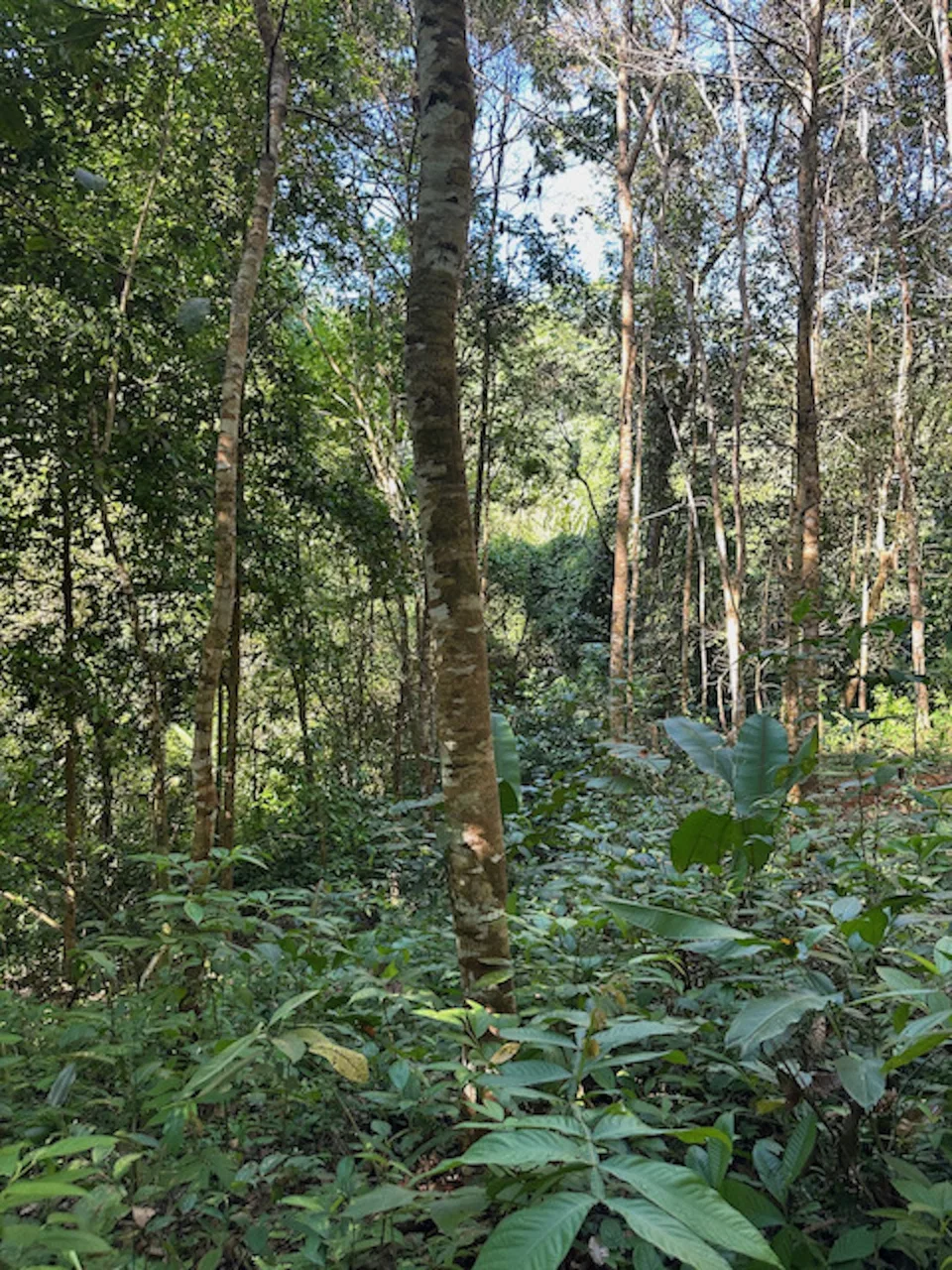 PRIVATE MOUNTAIN SANCTUARY WITH WATERFALLS, RIVER ACCESS AND FOREST – 40 ACRES, photo 19