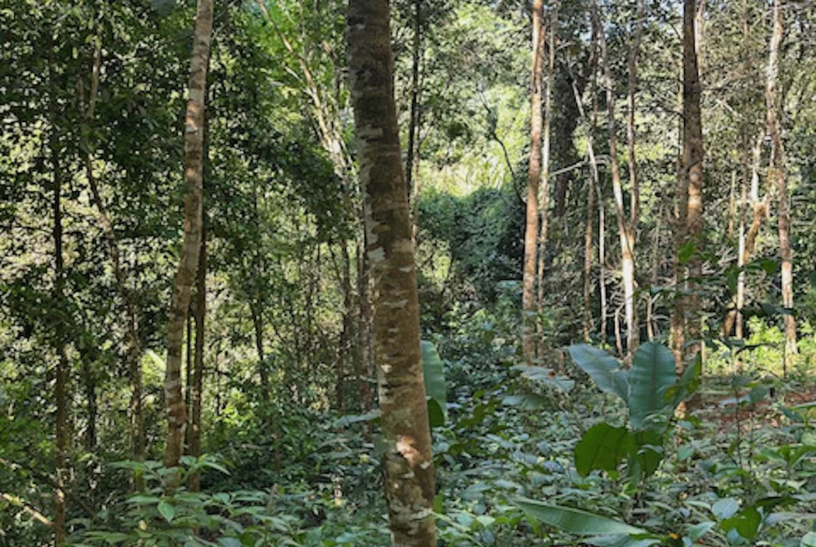 PRIVATE MOUNTAIN SANCTUARY WITH WATERFALLS, RIVER ACCESS AND FOREST – 40 ACRES, photo 20