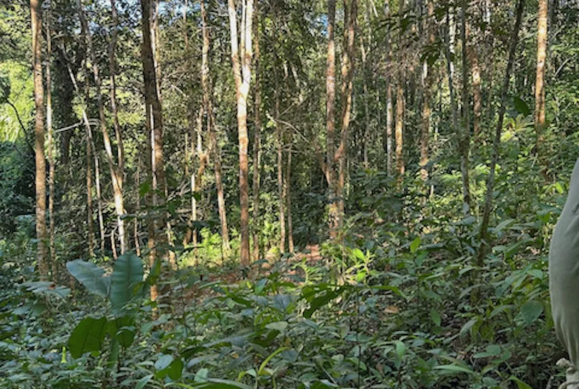PRIVATE MOUNTAIN SANCTUARY WITH WATERFALLS, RIVER ACCESS AND FOREST – 40 ACRES, photo 22