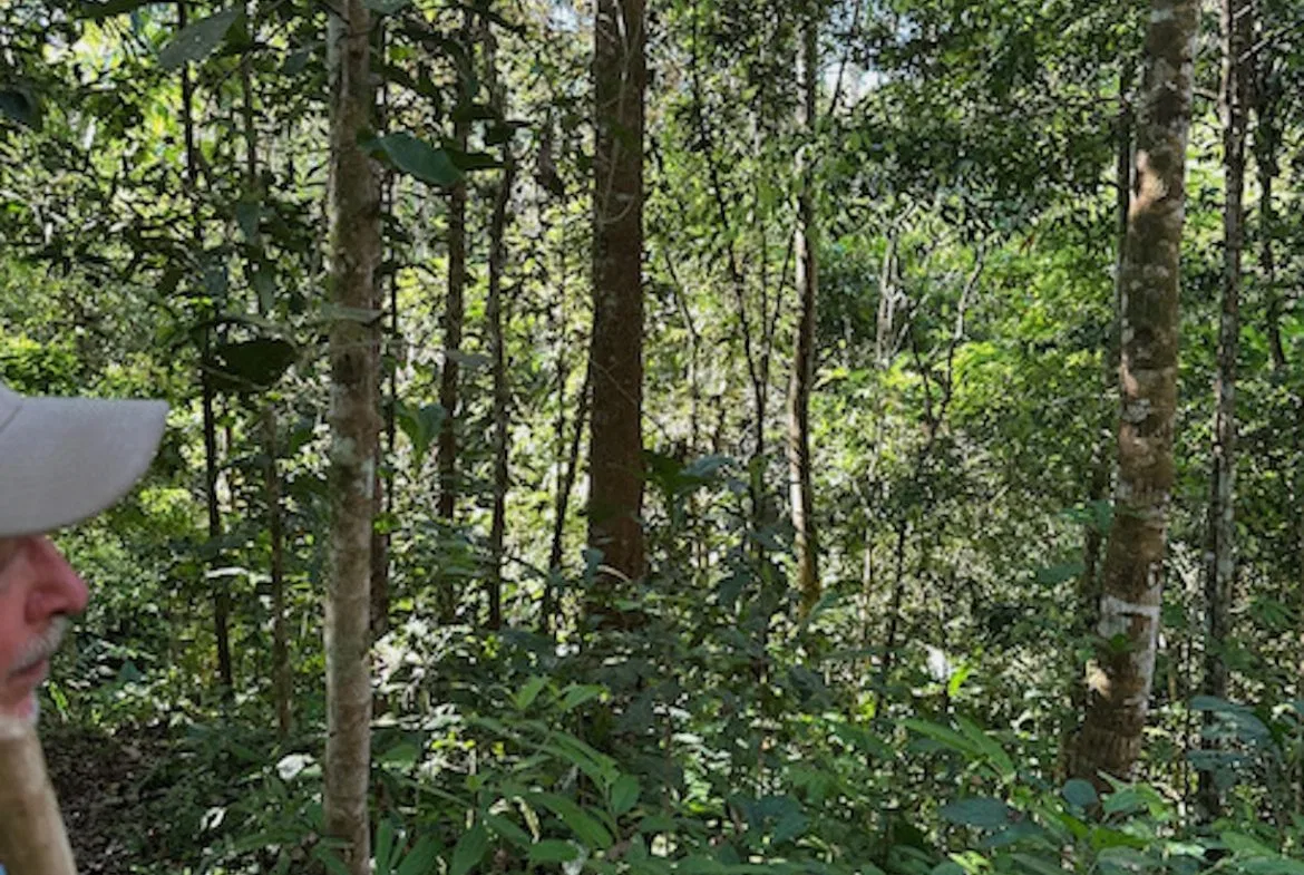 PRIVATE MOUNTAIN SANCTUARY WITH WATERFALLS, RIVER ACCESS AND FOREST – 40 ACRES, photo 24