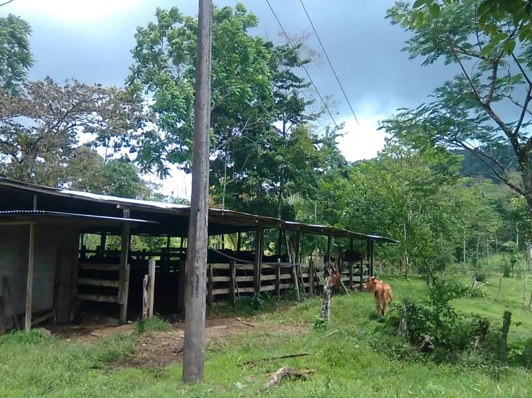 Cattle farm for sale in Aguas Claras with 1 corral and enchanting views, photo 6