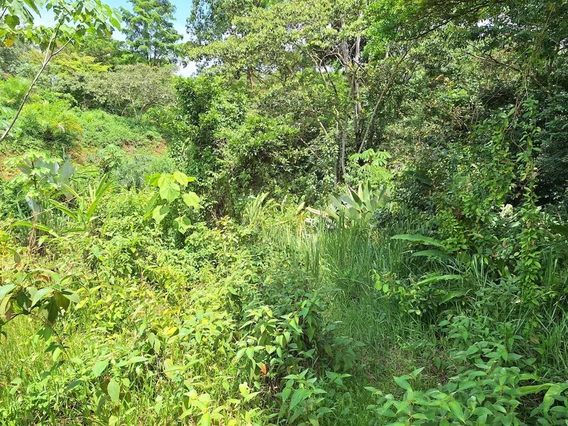 Land For Sale in Perez Zeledon, photo 13