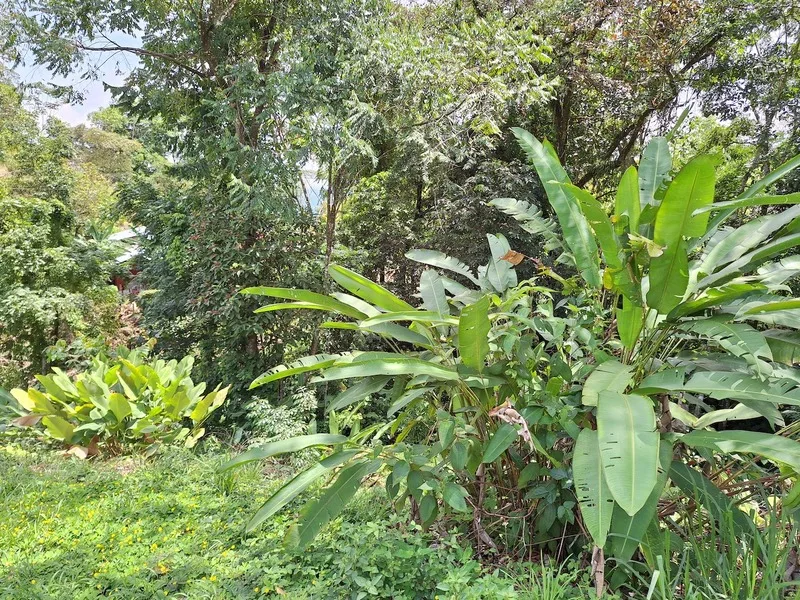 Land For Sale in Perez Zeledon, photo 7