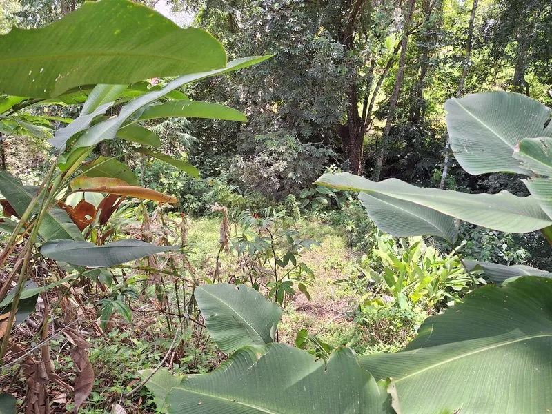 Land For Sale in Perez Zeledon, photo 9