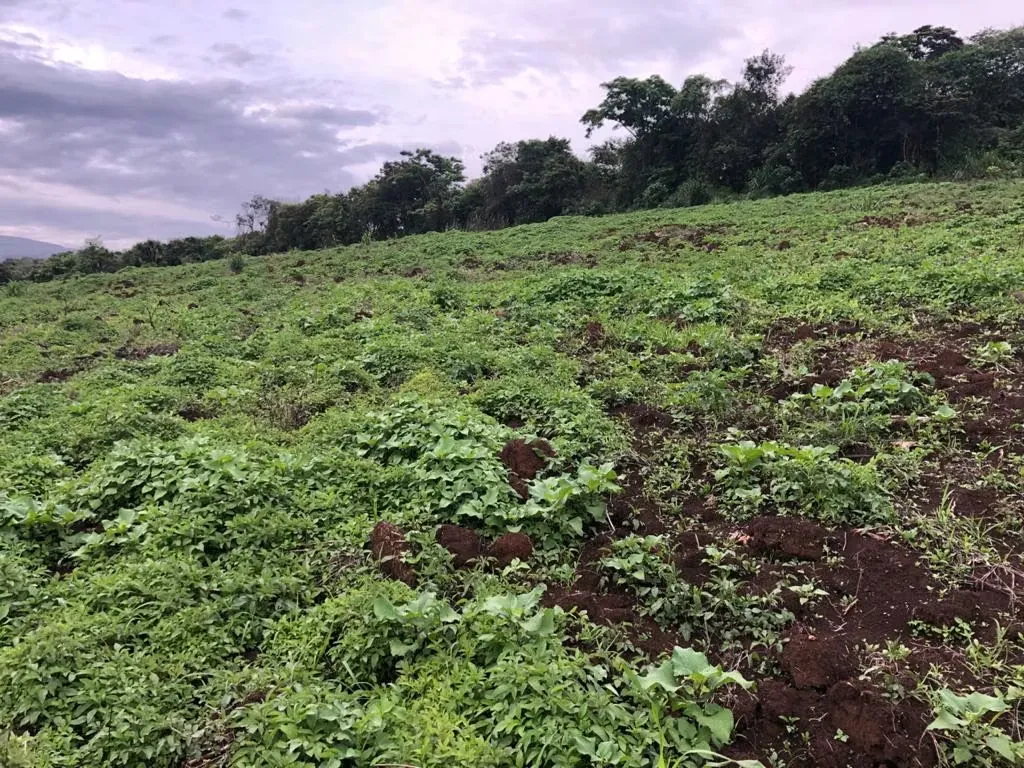 Privileged location: This land of 7,000 m2 is located in one of the most popular areas of San Rafael, Heredia, surrounded by nature and with spectacular views of the city. Enjoy the ..., photo 3