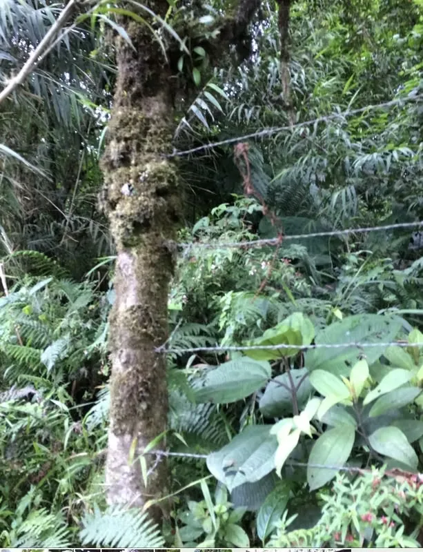 Located in the beautiful mountain area of Monserrat de Vásquez de Coronado, San José, this property offers a privileged natural environment surrounded by cloud forest, fresh mountain ...