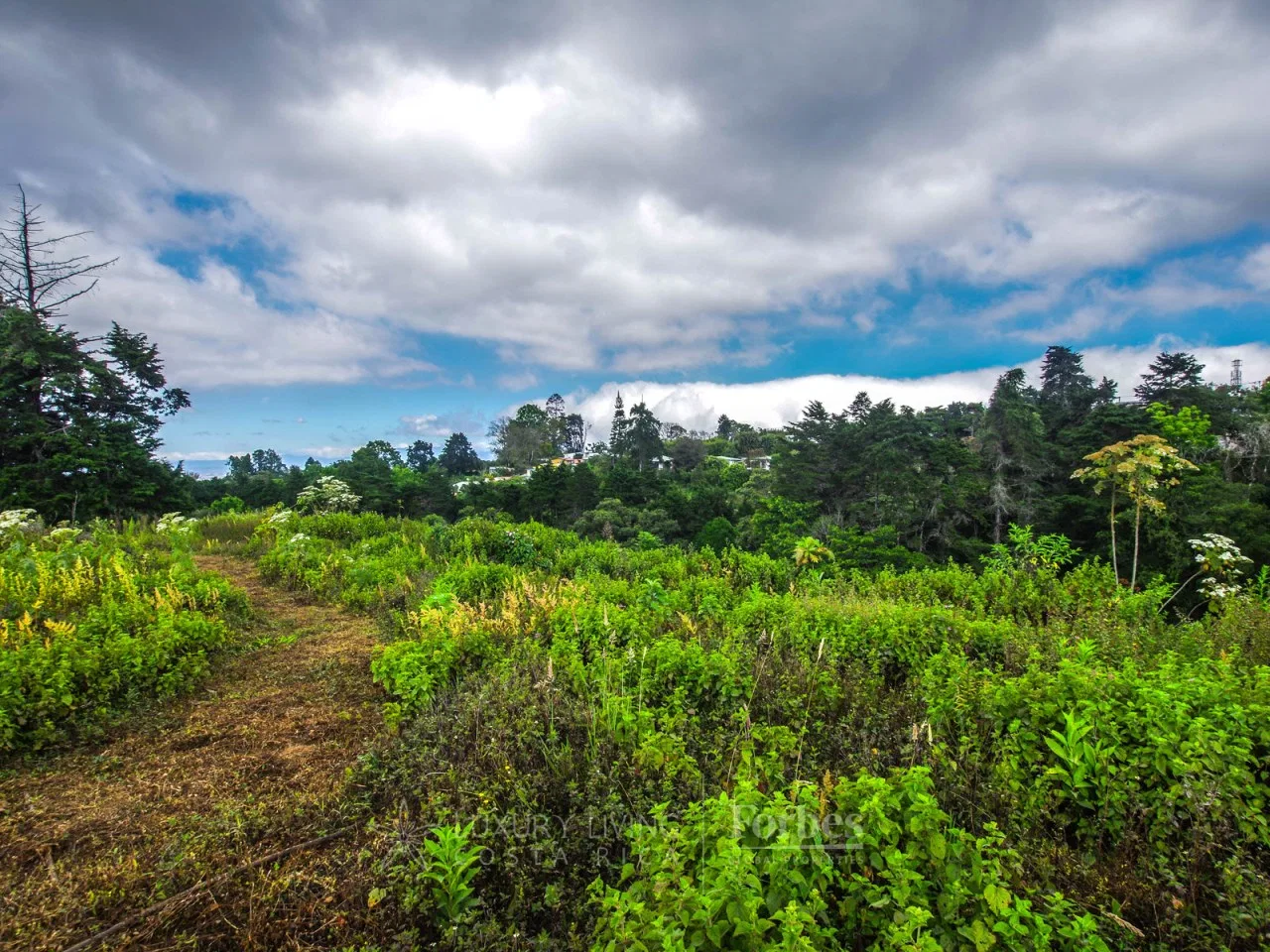 11.48 Hectares in San Ramón de La Unión, photo 5