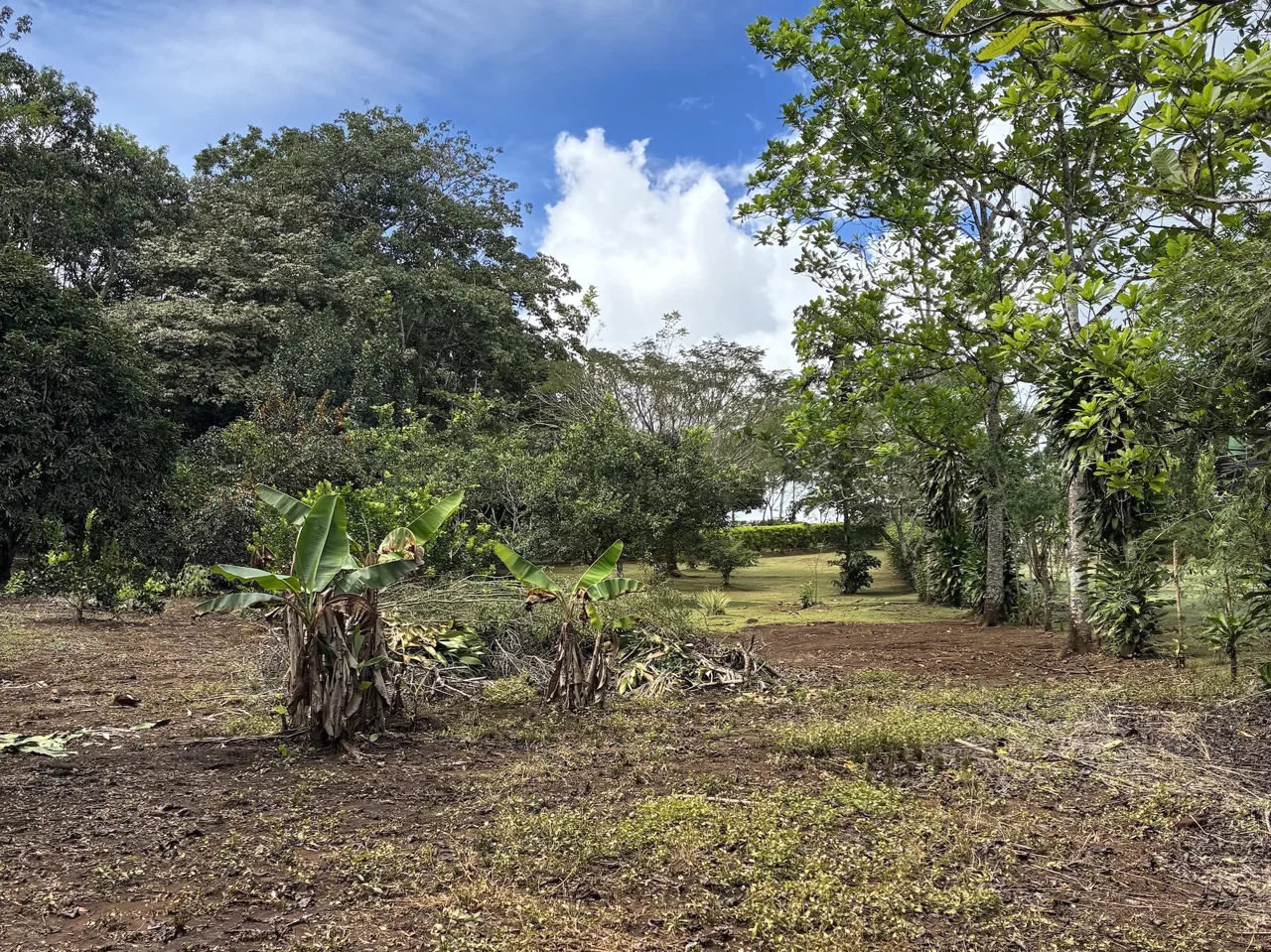 BUILDING PROPERTY WITH FRUIT TREES, IN LAS BRISAS PEREZ ZELEDON – 0.96 ACRES