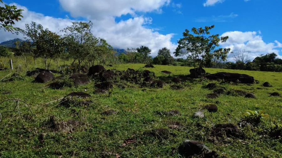 FINCA EN VENTA EN PARAÍSO DE CAJÓN – PLANA, PRODUCTIVA Y LISTA PARA DESARROLLAR - Venta en Perez Zeledón, photo 7
