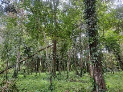 Propiedad en la Jungla con Infraestructura -12.661 m²