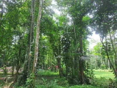 Propiedad en la Jungla con Infraestructura -12.661 m², photo 3