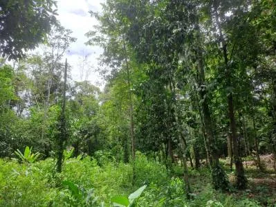 Propiedad en la Jungla con Infraestructura -12.661 m², photo 4