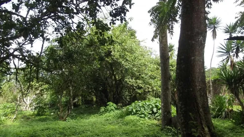 Land for sale inSan Rafael, Montes de Oca 13296, photo 10