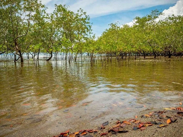 Titled Beach Property in the Osa, photo 11