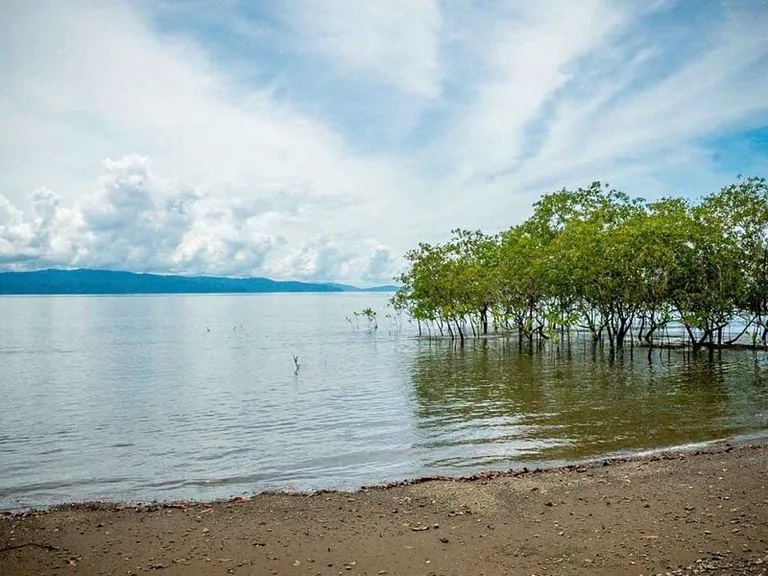 Titled Beach Property in the Osa, photo 12