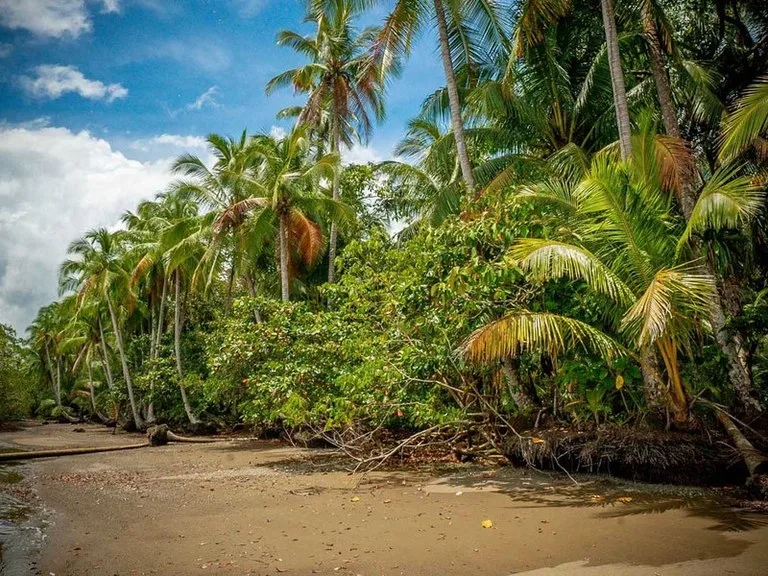 Titled Beach Property in the Osa, photo 13
