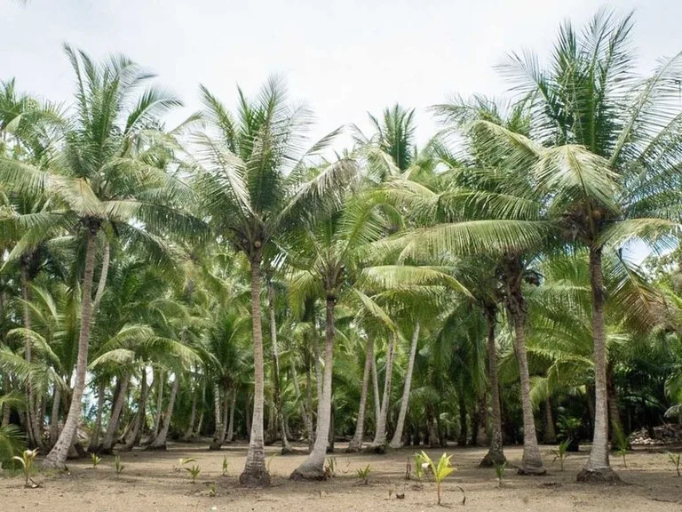 Titled Beach Property in the Osa, photo 14