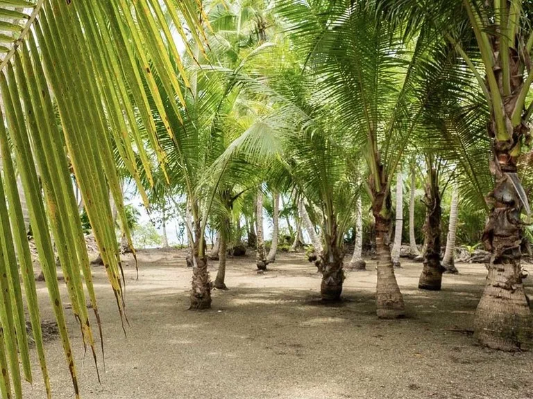 Titled Beach Property in the Osa, photo 15