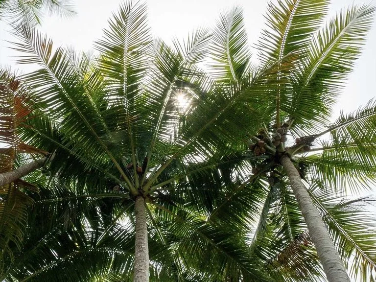 Titled Beach Property in the Osa, photo 6