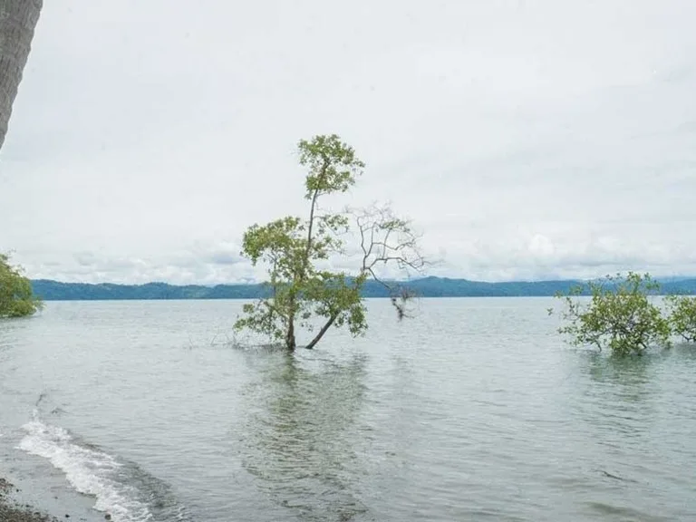 Titled Beach Property in the Osa, photo 7