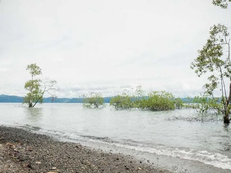 Titled Beach Property in the Osa, photo 8