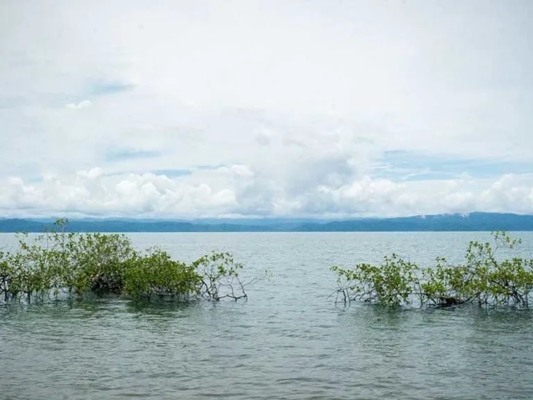 Titled Beach Property in the Osa, photo 9