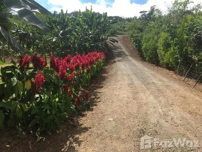 7 Bedroom House for Sale in Perez Zeledon, San Jose for $449,000, photo 6