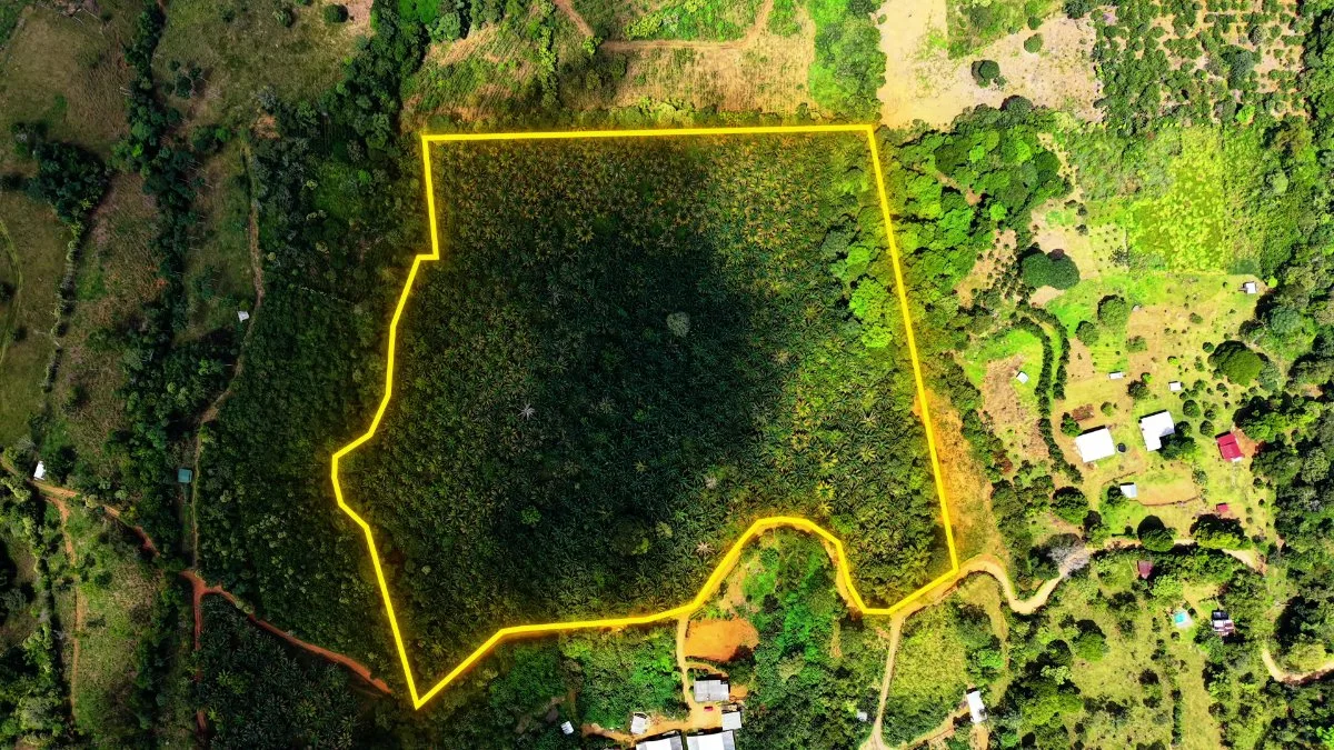 VENTA DE FINCA AGRICOLA DE 6,74 HA CON PALMA AFRICANA EN SAN PEDRO, PEREZ ZELEDON - Venta en Pérez Zeledón